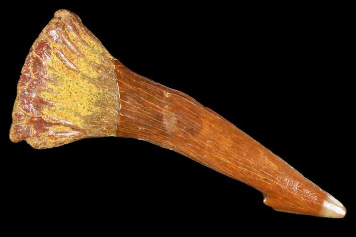 Fossil Sawfish (Onchopristis) Rostral Barb- Morocco #106463